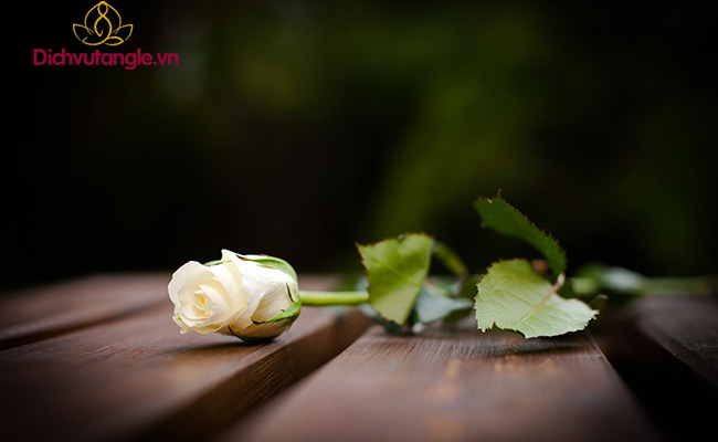 Nên dùng hoa màu trắng trong những trường hợp nào